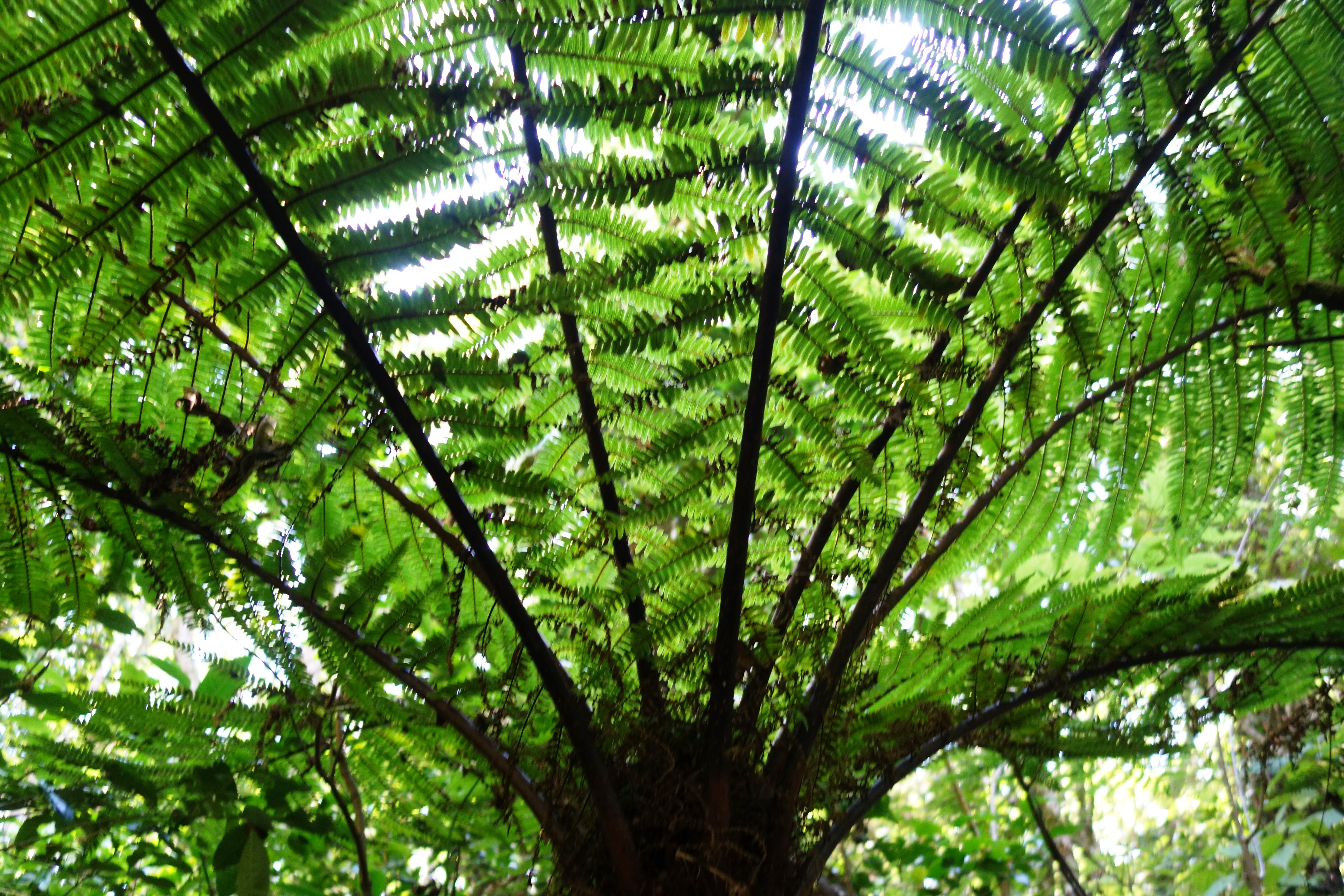 Biodiversité à La Réunion