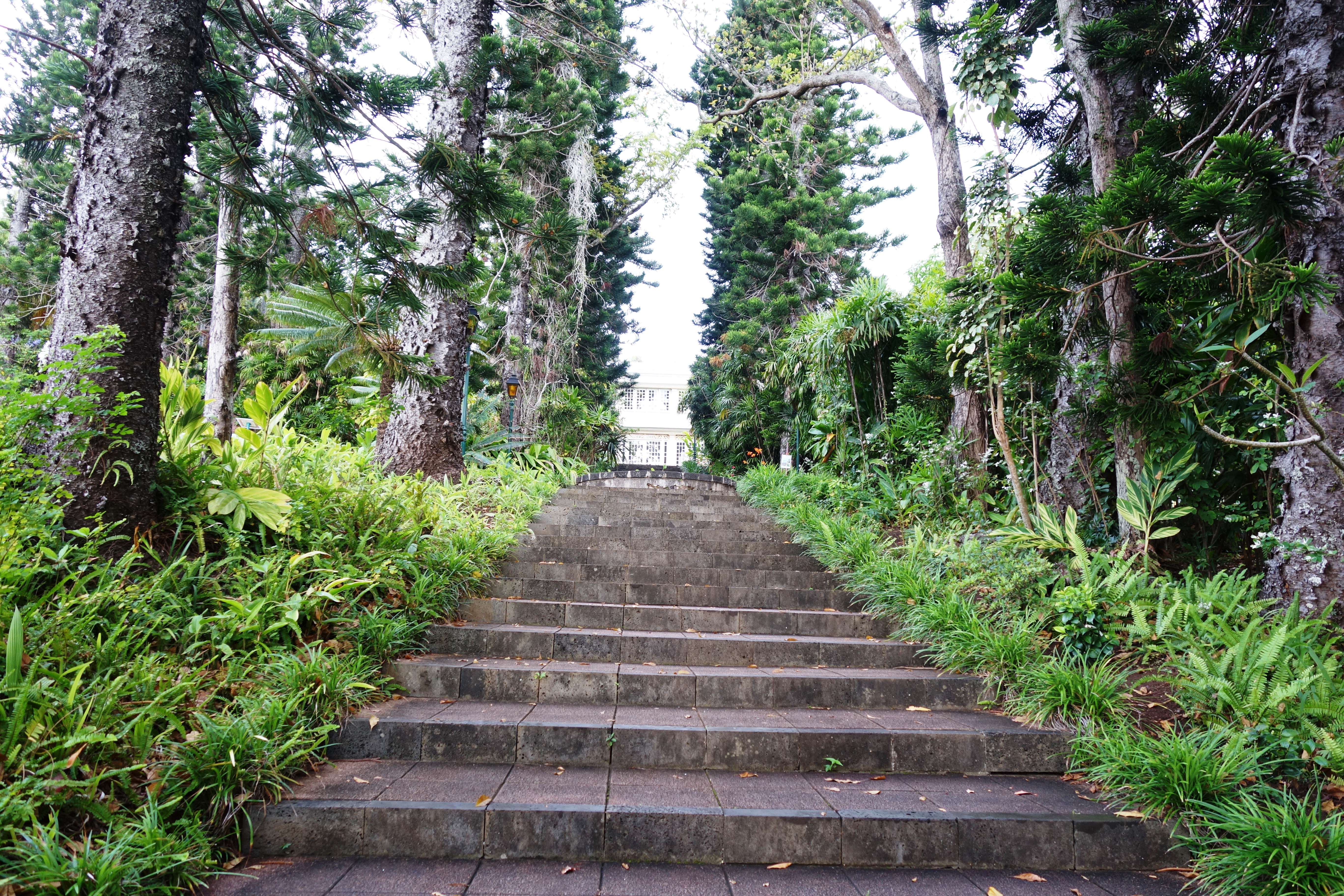 Le Conservatoire Botanique Mascarin