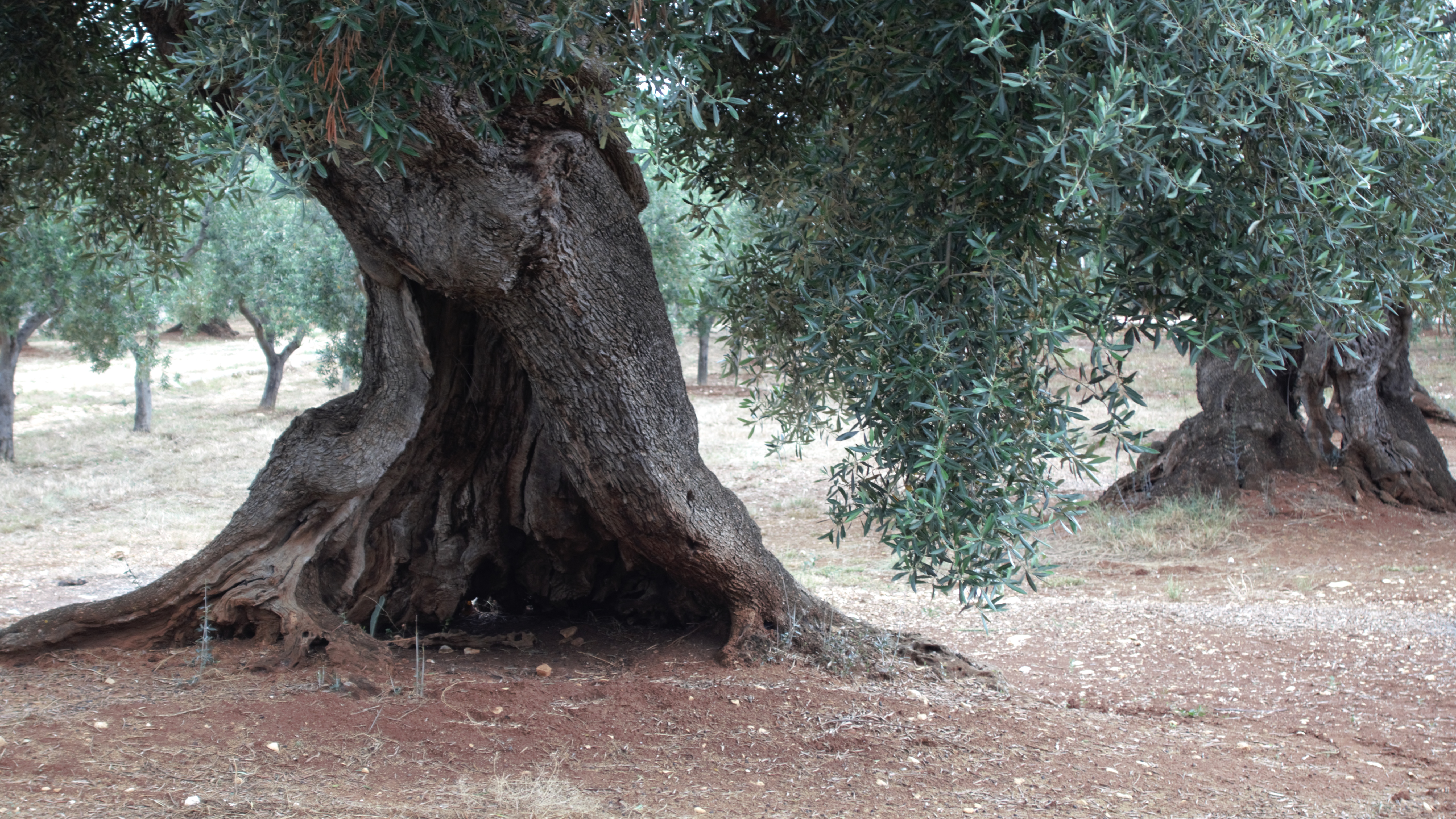 Ostuni, parmi les oliviers