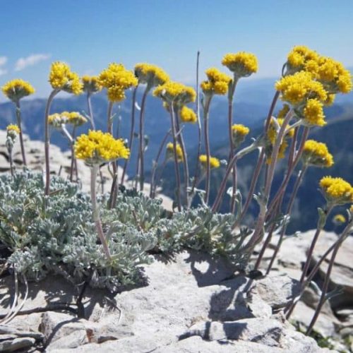 Le sabordage du Genepi : un gâchis