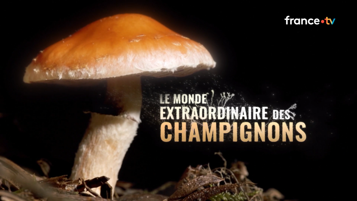 Le monde extraordinaire des champignons
